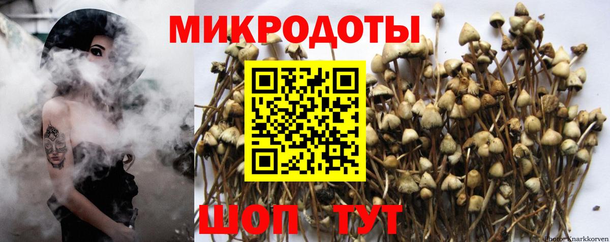 Псилоцибиновые грибы Psilocybe Краснотурьинск